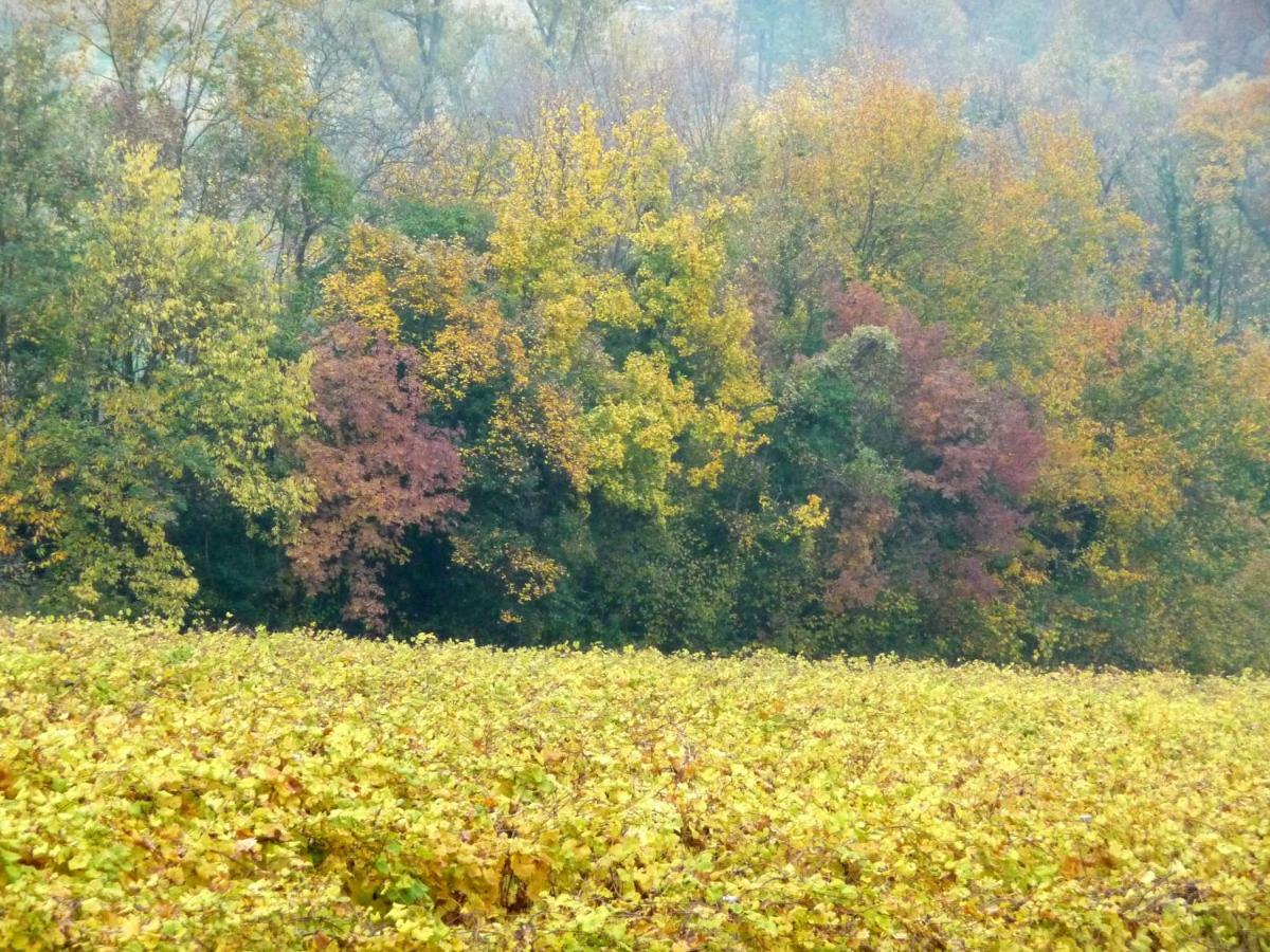 Podere Di Costabella Conegliano Dış mekan fotoğraf